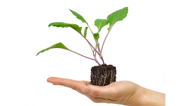 Der Torfeinsatz soll bei der Anzucht von Gemüsejungpflanzen halbiert werden. Bild: FNR/Ramona Petrolle.