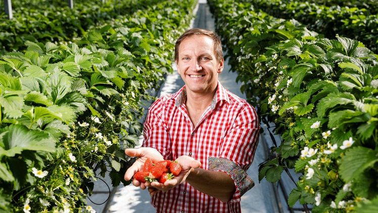 Erdbeeren – im Frühling steht die Frucht hoch im Kurs und die steirischen SPAR-Kundinnen und -Kunden warten schon auf die regionale Köstlichkeit. Bild: SPAR.