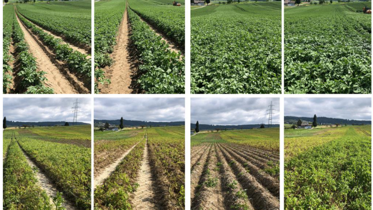 Die Sorten Acoustic, Almonda und Twinner wurden mit Jelly verglichen. Die Bilder zeigen die Kulturen am 21. Juni (oben) und am 24. August 2021 (unten). Acoustic und Twinner zeigten eine gute Robustheit gegen Krautfäule. Bild: swisspatat.