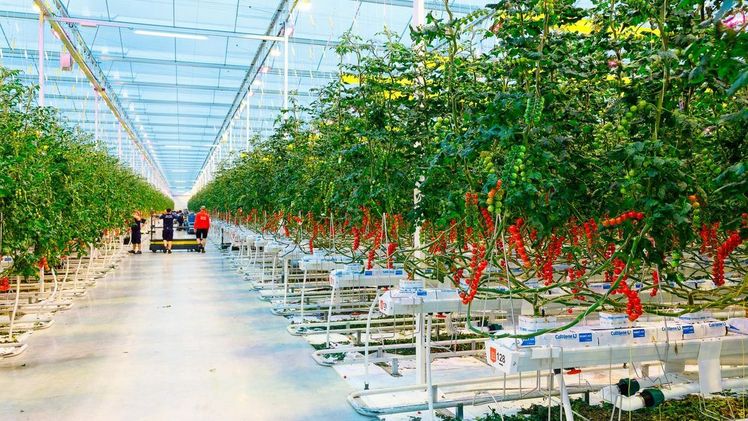 Den Berk Delice & Bryte bestätigen: "LED gewährleistet Kontrolle". Bild: Signify.