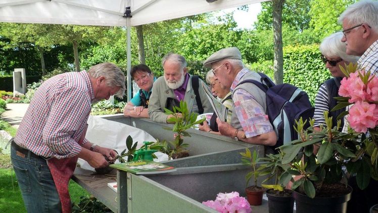 Gärtnermeister Hermann Peters (links) bei der Veredlung von Rhododendron am Stand des Fördervereins. Bild: Park der Gärten.