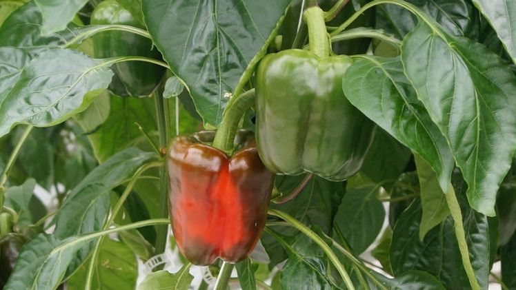 In Europa gibt es mehr als 1000 Patentierungen im Saatgutbereich. Bild: GABOT.