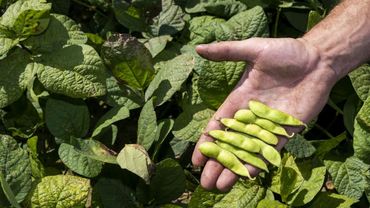 Die Jahrhunderte alte und äußerst gesunde Kulturpflanze aus Fernost wird jetzt erfolgreich in der Pfalz angebaut. Bild: Pfalzmarkt eG. Die Jahrhunderte alte und äußerst gesunde Kulturpflanze aus Fernost wird jetzt erfolgreich in der Pfalz angebaut. Bild: Pfalzmarkt eG.