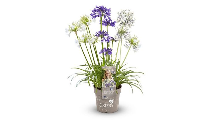 Heinje nimmt mit den Three Sisters-Agapanthus eine weitere, äußerst attraktive und sehr beliebte Kübelpflanze ins Sortiment auf. Bild: Heinje.