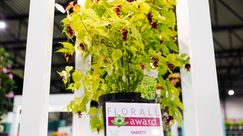 Gold: Leycesteria formosa 'Little lanterns', Willy De Nolf. Bild: Florall © wide open.