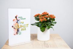 Kalanchoe Interspecific Hybride Queen® ElseFlowers ‚Dean‘ der Firma Knud Jepsen aus Dänemark ist Sieger der Kategorie „Blühende Zimmerpflanze“. Bild: ZVG.