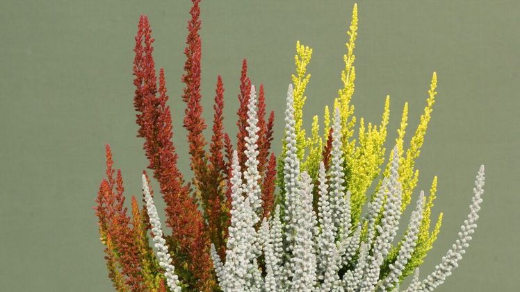 Garden Girls Sunset. Bild: Marohn & Häger.