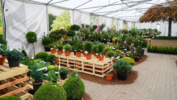 Vom 1. November 2023 bis zum 15. Januar 2024 freuen sich die Brüder zu Klampen mit ihren Mitarbeitern auf zahlreiche Fachbesucher von Gartencentern und aus dem Gartenbau. Bild: zu Klampen.