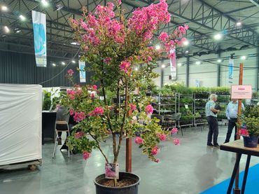Lagerstroemia indica 'Dancing Angel'. Bild: © Florall.