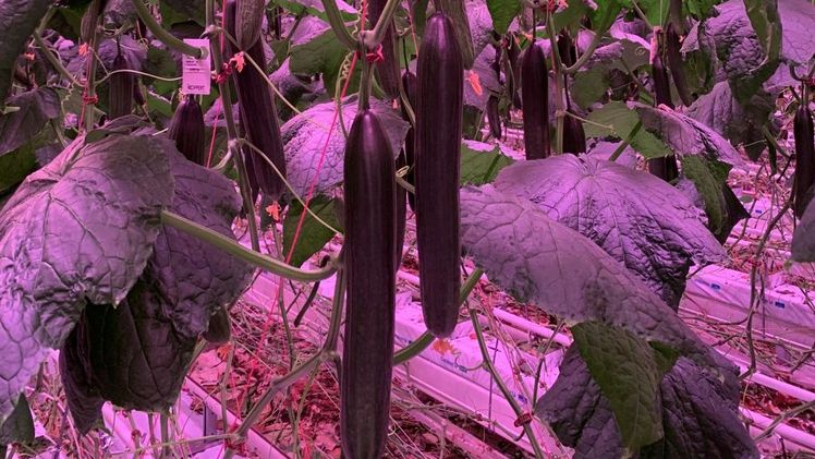 Hi Light, die Nunhems Hauptsorte in diesen datengesteuerten Kulturen. Bild: BASF.