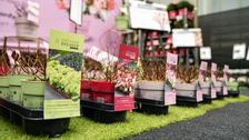 Zur Wintermesse öffnet die Baumschule Heinje erneut ihre Tore. Bild: Heinje.