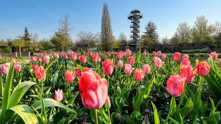Tausende von Frühjahrsblühern wie Tulpen, Narzissen und Kaiserkronen schmücken die Beete im Park der Gärten. Bild: Hans-Jürgen Zietz.