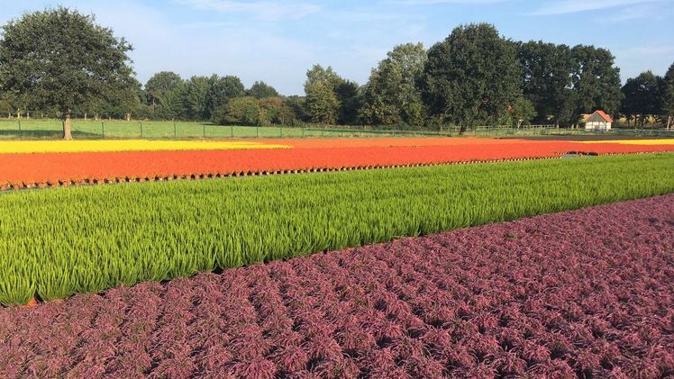 Super Heide-Qualitäten stehen auf den Feldern und zeigen hier schon die Form- und Farbvielfalt im Sortiment. Bild: Carolin Melle.