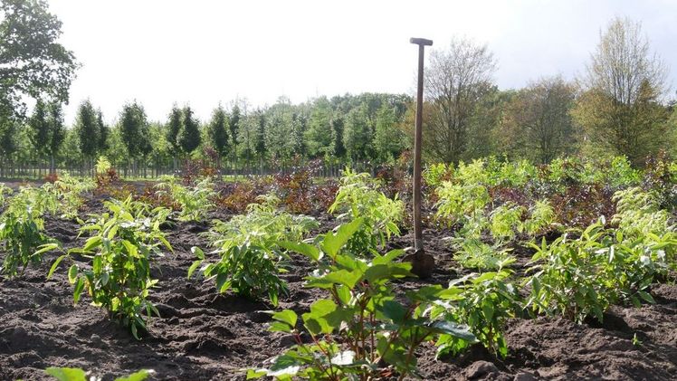 Der Kulturschwerpunkt liegt bei zu Klamoen auf Laub- und Nadelgehölzen. Bild: Zu Klampen.