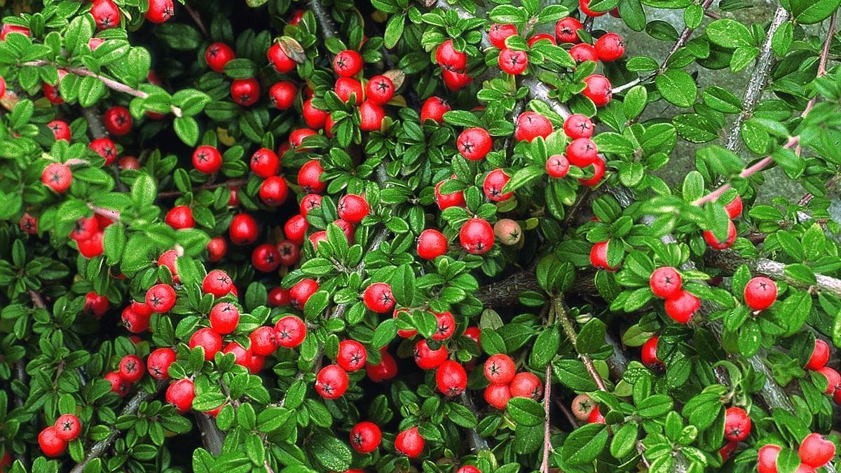 3000+ Samen Gemischter Kriech-Thymian  Mehrjhriger Bodendecker Fr  Garten, Steingarten & Balkon Kriechthymian Bunt