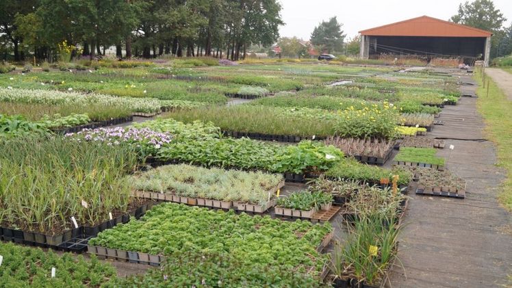 Mit ihrer Sortimentsvielfalt bieten Staudengärtner zahlreiche Pflanzvarianten für unterschiedliche Standorte an. Foto: BdS.