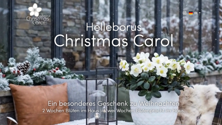 Die neue Christmas Carol-Endverbraucher-Webseite. Bild: Syngenta Flowers.