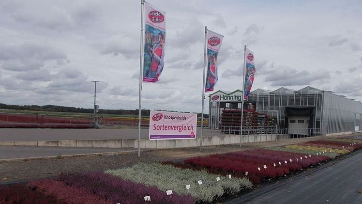 Die  Gardengirls®-Sortenschau im Gartenbaubetrieb Thomas Hönning in Geldern-Walbeck. Bild: Heidezüchtung Kramer.
