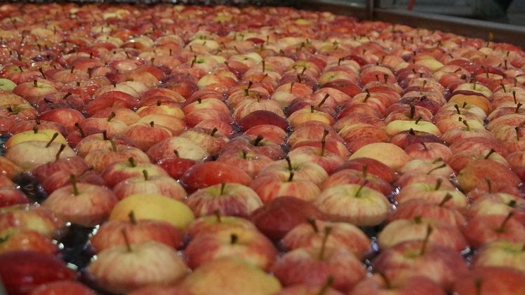 Die Mostapfelerntemenge wird auf insgesamt 77.500 Tonnen geschätzt. Bild: GABOT.