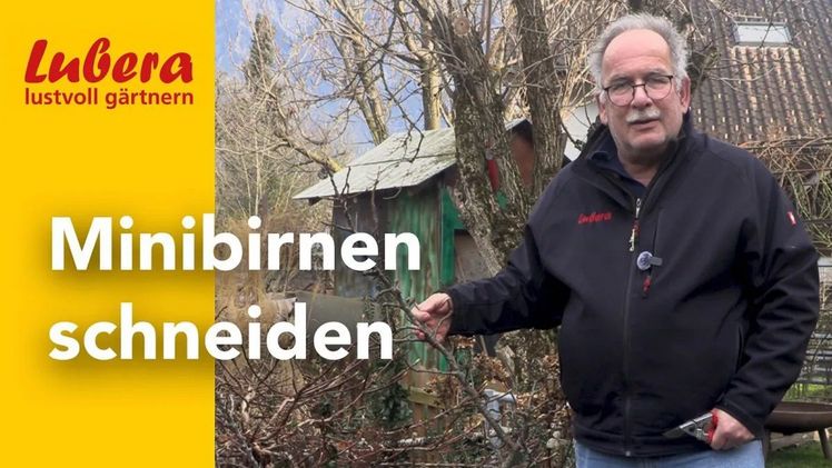 Lustvoll gärtnern mit Lubera: Minibirnen schneiden. Bild: © Lubera.