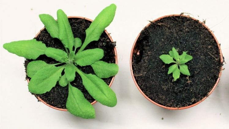 Aufnahmen der Modellpflanze Arabidopsis thaliana. Bei der rechten Pflanze wurde die Aktivität des Protein-RNA-Komplexes "U1 snRNP" künstlich heruntergefahren. Die Pflanzen sind 21 Tage alt. Bild: Anchilie Mangilet.