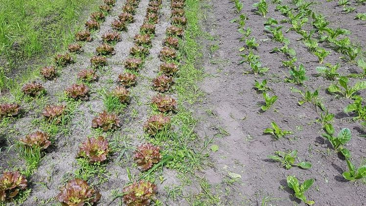 1,3% planen die Umstellung auf den Ökolandbau fest ein. Bild: GABOT.