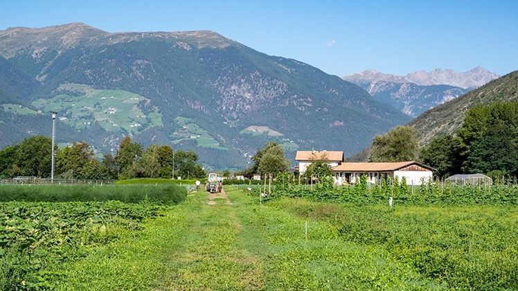 Die Forschenden in Eyrs betreiben auf dem fünf Hektar großen Feld Versuche zu den verschiedensten Gemüsearten und -sorten. Bild:  © Versuchszentrum Laimburg/alex rehbichler.