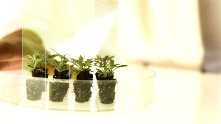 Für das Testing4Ag-Innovationsprogramm von Bayer können Wissenschaftler aus aller Welt jetzt Ideen einreichen, um nachhaltige Lösungen für neue Pflanzenschutzmittel zu finden. Bild: Bayer.