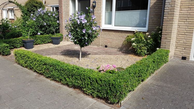 Der immergruene Ilex 'Impala' besticht durch seine Winterhärte. Bild: Ilex Impala.