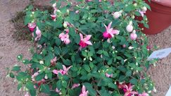 Loens: Besondere Stammformen bei Fuchsien sind eine Spezialität von Josef Löns.