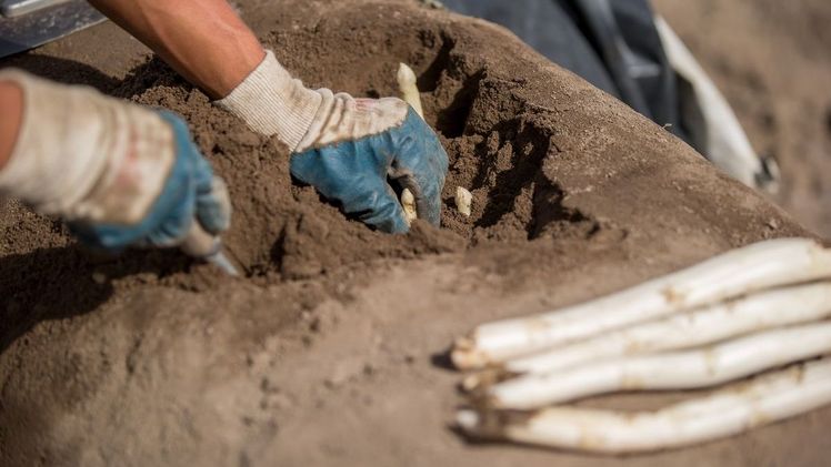 Noch knapp sechs Wochen sind es bis zum Ende der Spargelsaison am 24. Juni. Bild: VSSE e.V. / Christoph Göckel.
