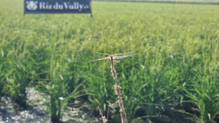 Libelle über dem Reisfeld. Bild: lid.ch / jin.