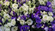 Der floristische Fachhandel darf in Baden-Württemberg nicht öffnen. Bild: GABOT.