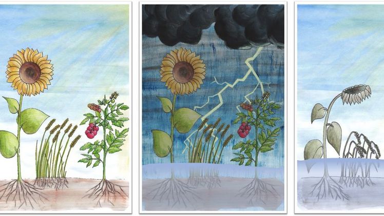 Wenn Pflanzen für längere Zeit überflutet werden, nehmen sie Schaden. Eine Würzburger Forschungsgruppe untersucht, was bei Überschwemmungen in den Pflanzenzellen passiert. Bild: Dorothea Graus, Universität Würzburg.