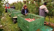 Unternehmenswissen direkt abrufen durch KI-gestützten Obstbau. Bild: © Fraunhofer IVV.