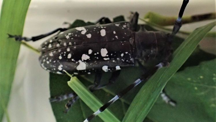 Dieser extrem schädliche Käfer wurde im September 2015 in Berikon entdeckt. Bild: Kanton Aargau.