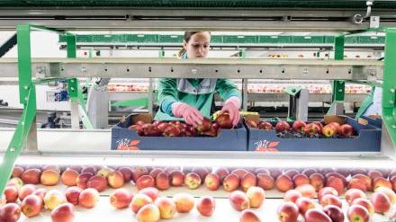 fenaco - Neue Lagerinfrastruktur für Kernobst in Betrieb. Bild: fenaco.