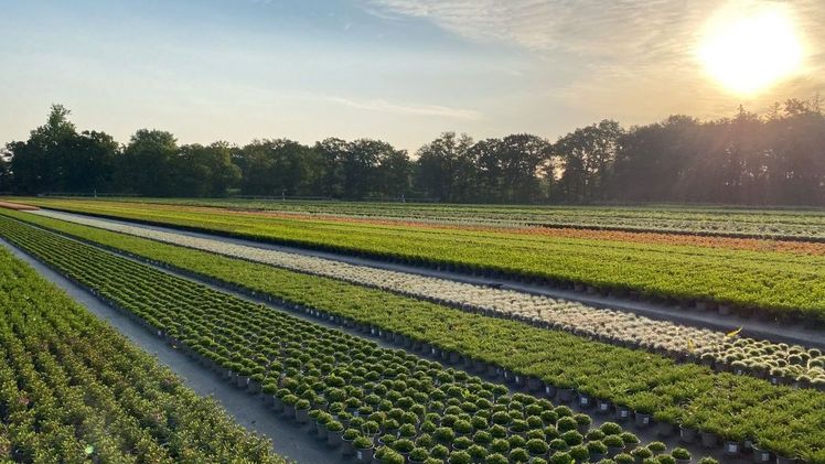 Baumschule Delger überzeugt mit ganzjährigem Sortiment. Bild: Delger.