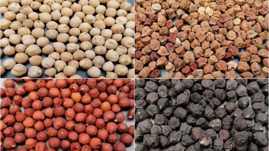 Aufgrund des hohen Proteingehaltes können Kichererbsen als Fleischersatz verwendet werden und sind daher besonders bei Vegetariern und Veganern gefragt. Bild: Agroscope.