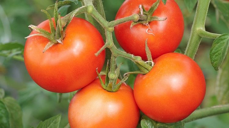 OpenSky® Tombonne®. Bild: Lubera.