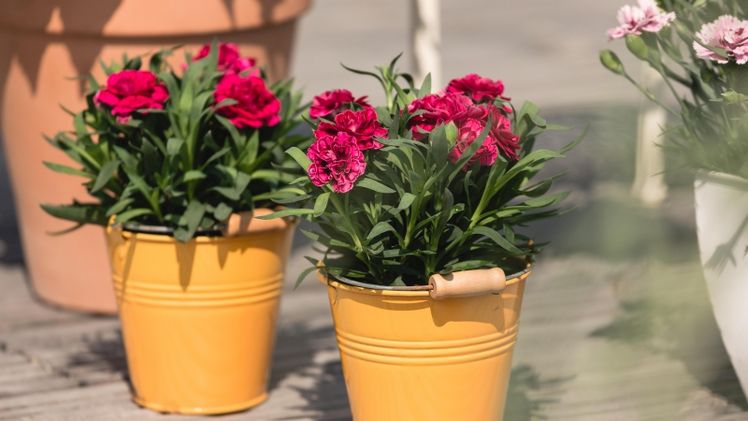 Die rote Nelke war das Symbol der Arbeiterbewegung – in der der Internationale Frauentag seinen Ursprung hatte. Bild: © Blumen – 1000 gute Gründe.