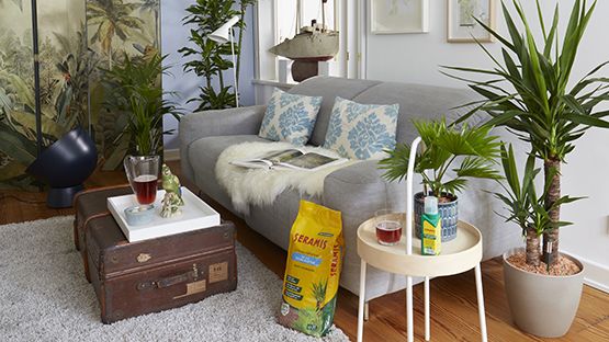 Spezial-Substrat für Palmen von Seramis. Bild: Westland.