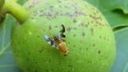 Walnussfruchtfliege (Rhagoletis suavis). Bild: ©LELF. Walnussfruchtfliege (Rhagoletis suavis). Bild: ©LELF.