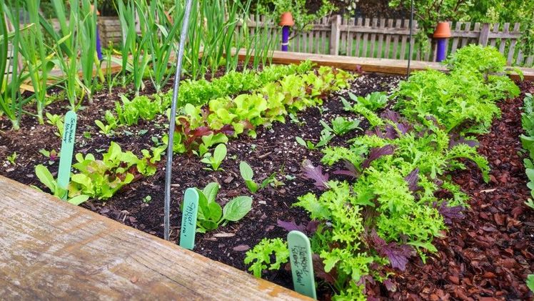Das Freizeitgartenbau-Programm der Landwirtschaftskammer Niedersachsen für 2026 ist fertig. Hobbygärtner/-innen können zum Beispiel im Bäuerlichen Nutzgarten der Niedersächsischen Gartenakademie lernen. Bild: Nadja Krause / LWK Niedersachsen.