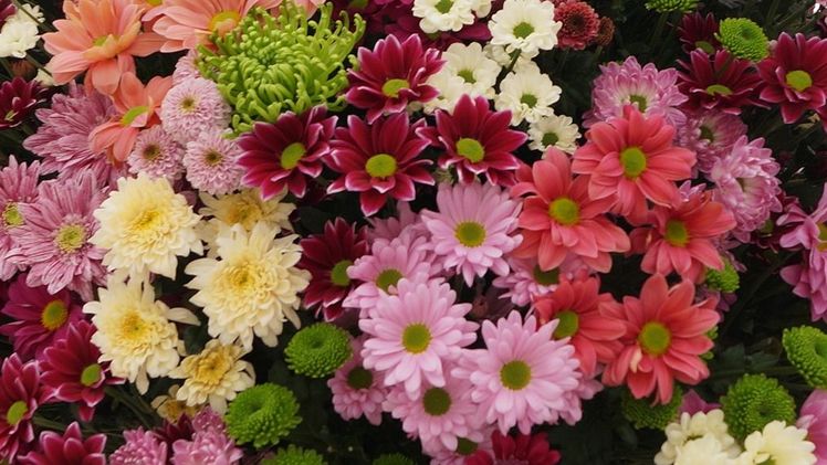 T&M Flowers B.V. ist insolvent. Bild: GABOT.