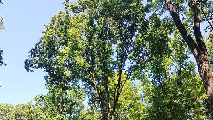 Der besondere Baum sei rund 30 Meter hoch, habe einen Brusthöhendurchmesser von 61 Zentimetern und weise eine astfreie Schaftlänge von rund zehn Metern auf. Bild: FVA/Gollent.