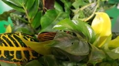 ESPRIT D’INTERIEUR von EARL HABERSCHILL. Bild: GABOT.