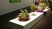 Effektvolle Inszenierungen und neue blumige Trends machen Blumen und Pflanzen zum Trendthema in der jungen urbanen Zielgruppe Bild: BVE.