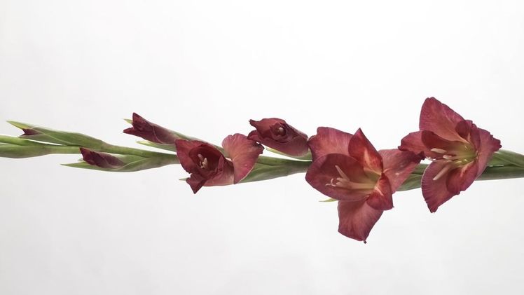 Die Gladiole ist die Sommerzwiebelblume des Jahres. Bild: Blumenbüro Holland.