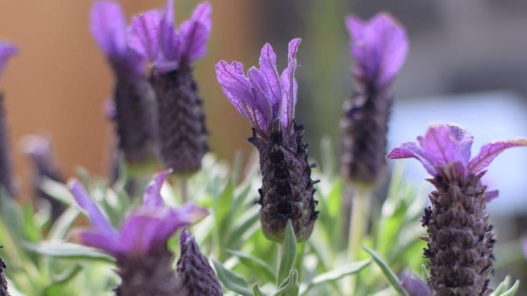 Wer die Provence liebt, wird wahrscheinlich den Lavendel als landestypische Pflanze nennen. Bild: FLG.